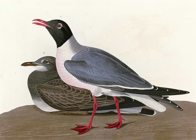 Black headed Gull
