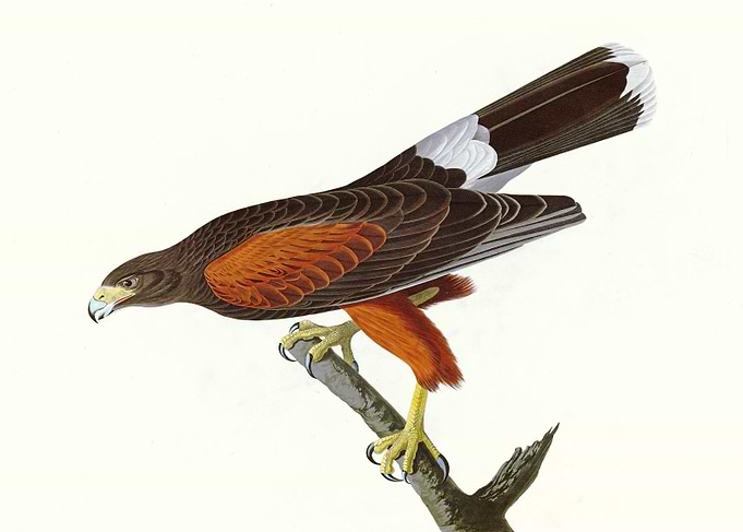 Louisiana Hawk