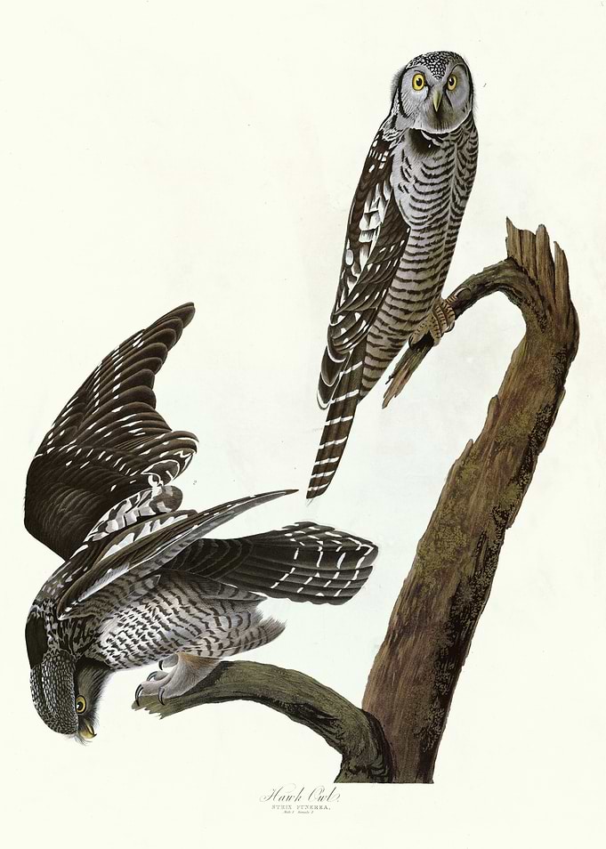 Hawk Owl