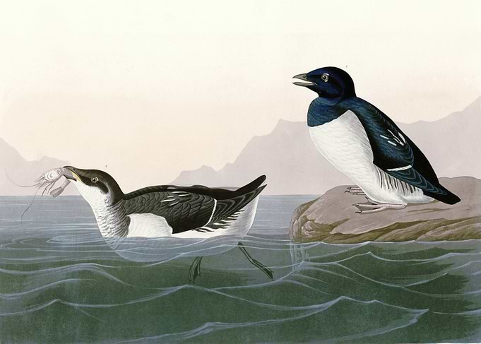 Little Auk