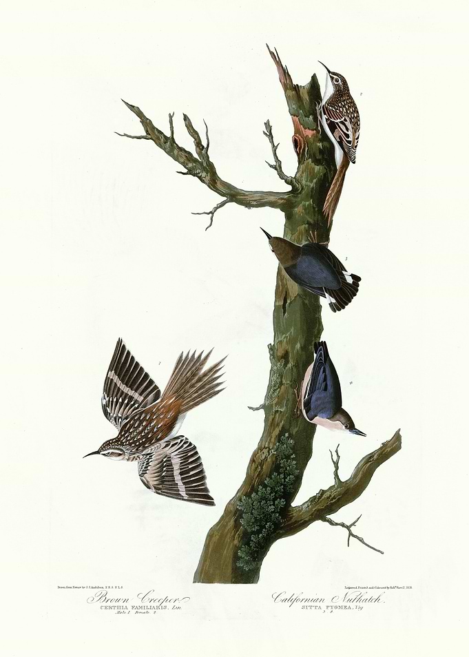 I Brown Creeper Cali