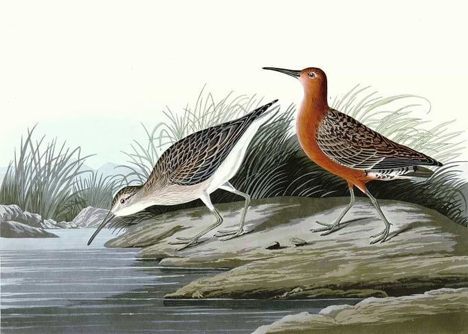 Pigmy Curlew