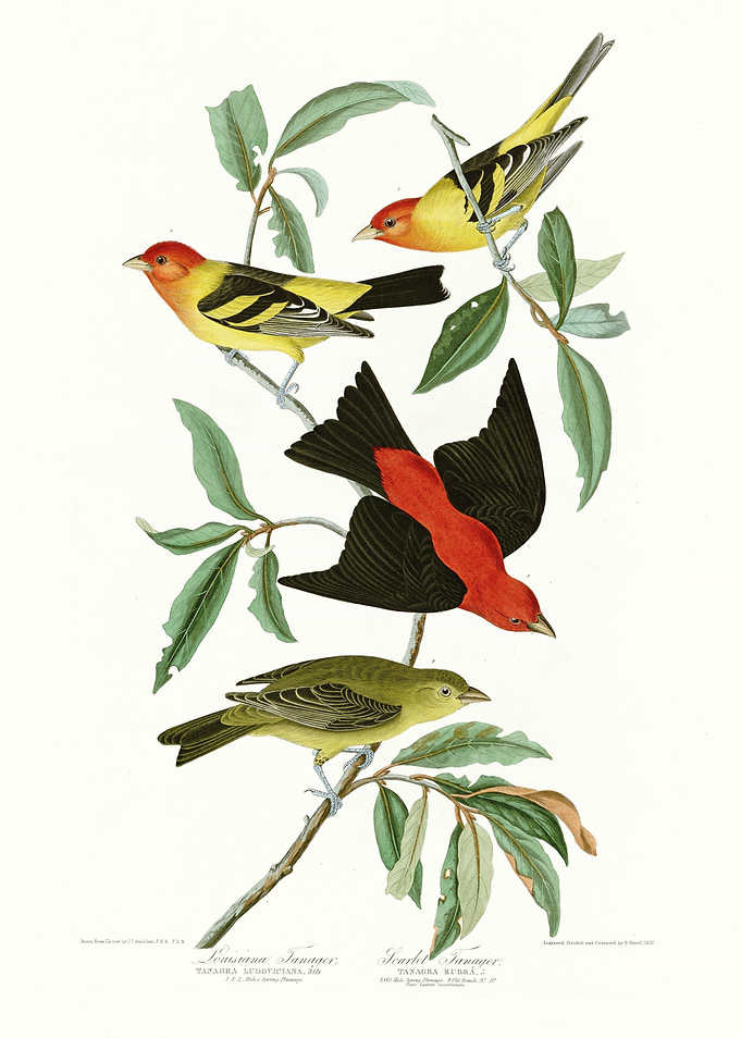 I Louisiana Tanager