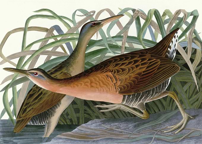 Fresh Water Marsh Hen