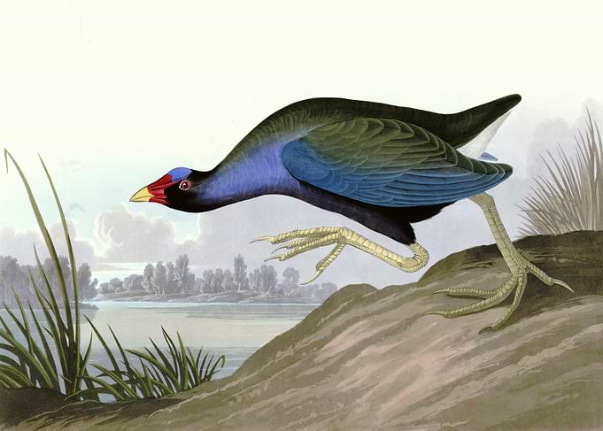 Purple Gallinule