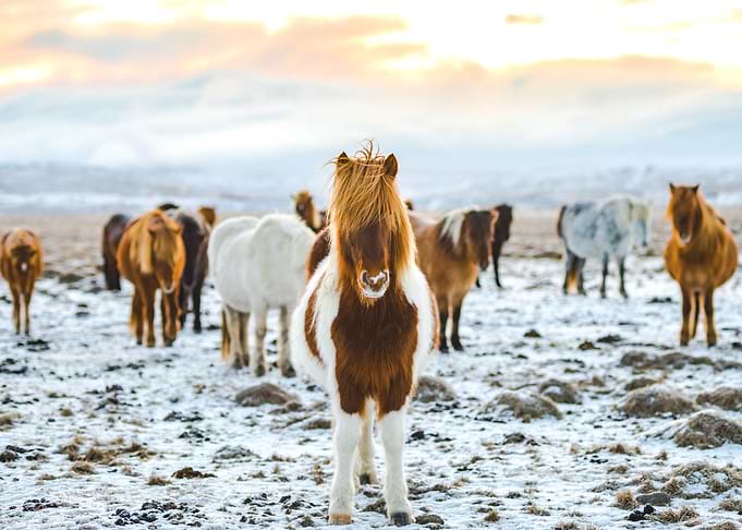 horses