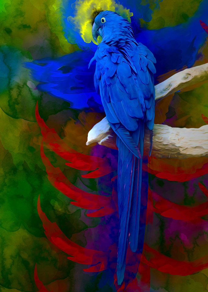 colored bird