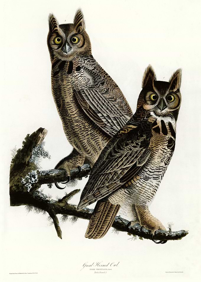 Great Horned Owl