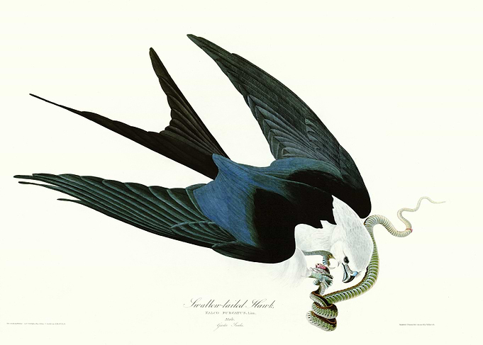 Swallow tailed Hawk