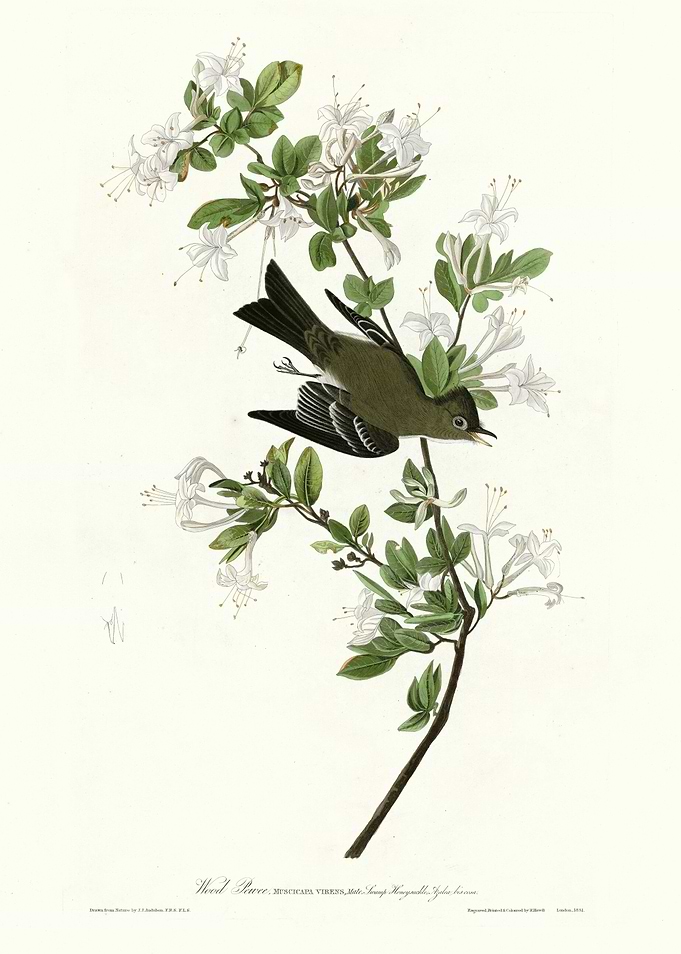 Wood Pewee