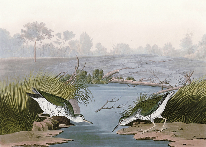 Spotted Sandpiper