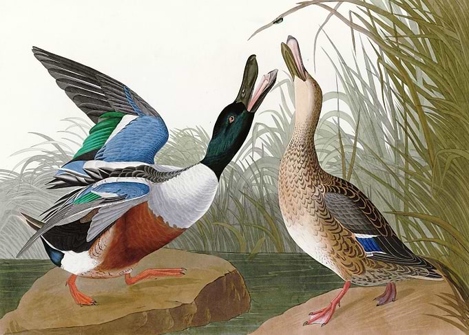 Shoveller Duck