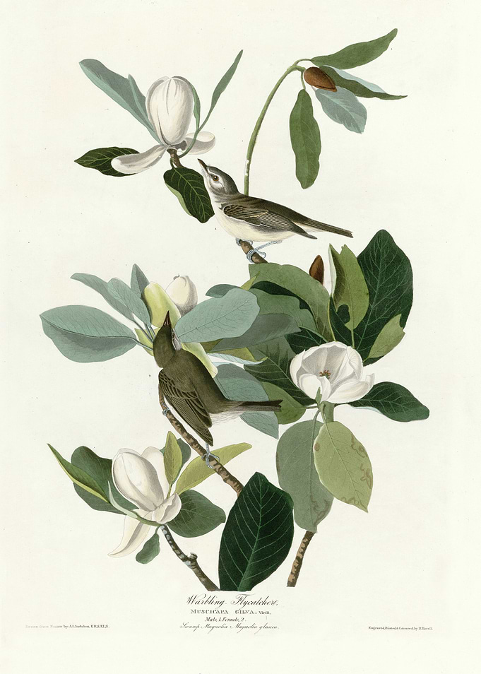 Warbling Flycatcher