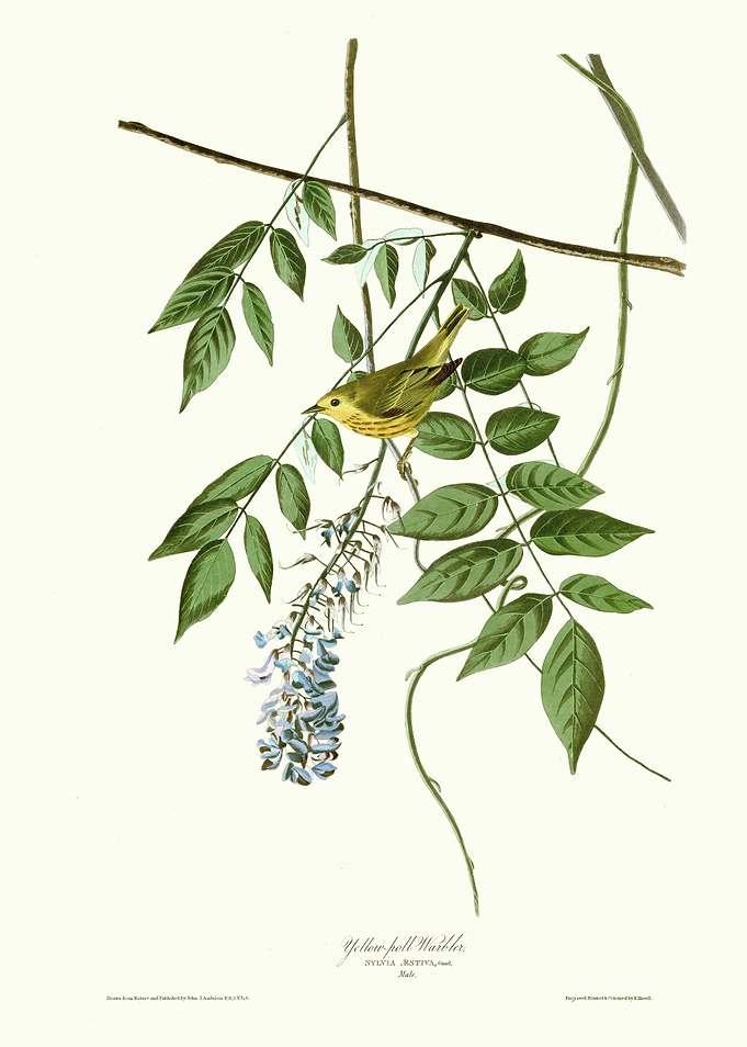 Yellow poll Warbler