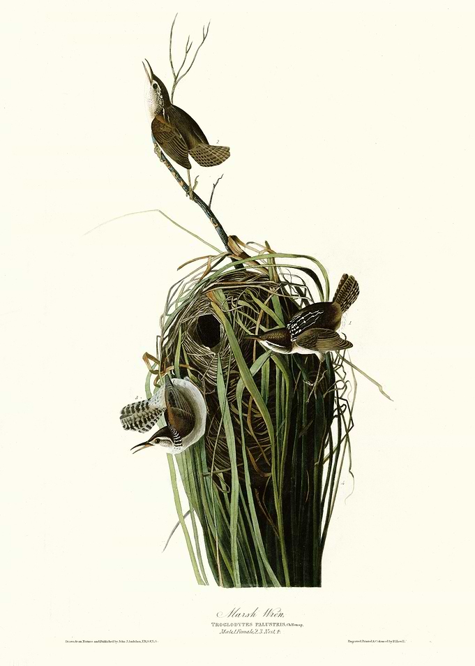Marsh Wren