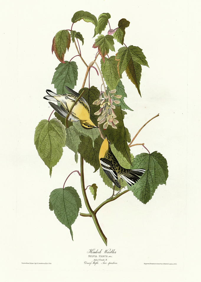 Hemlock Warbler