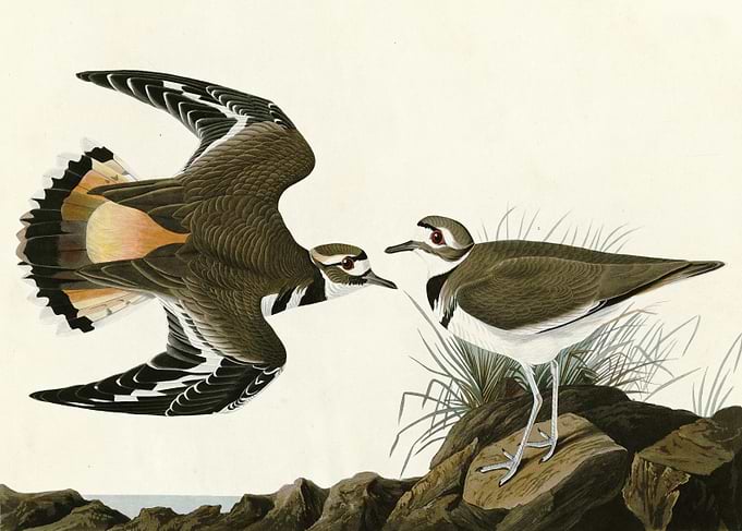 Kildeer Plover