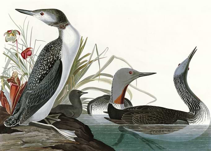 Red Throated Diver