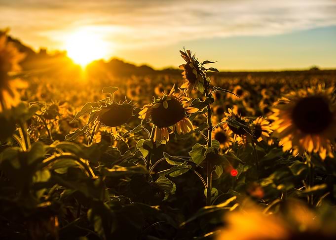 Sunrises Field