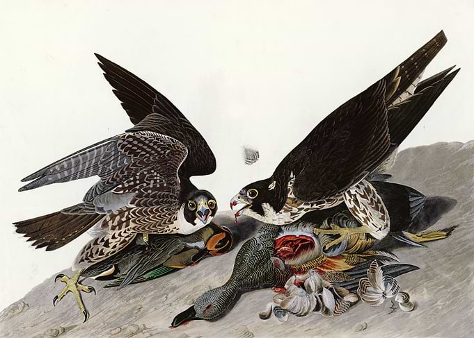 Great footed Hawk