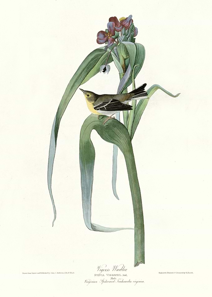 Vigors Warbler