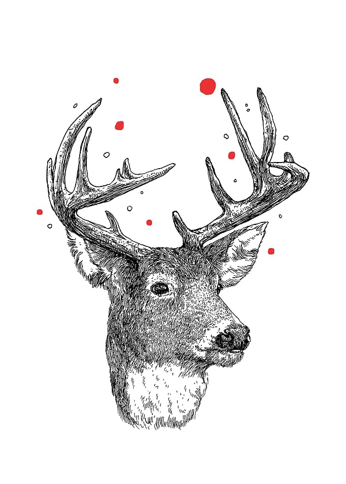 Deer