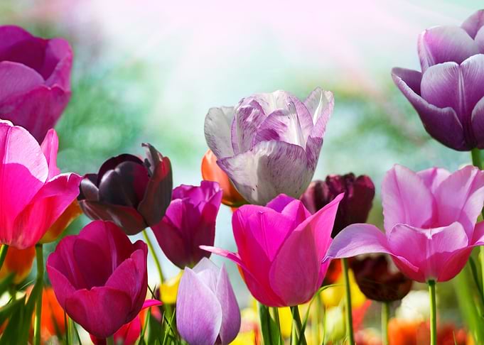 Tulips Flowers
