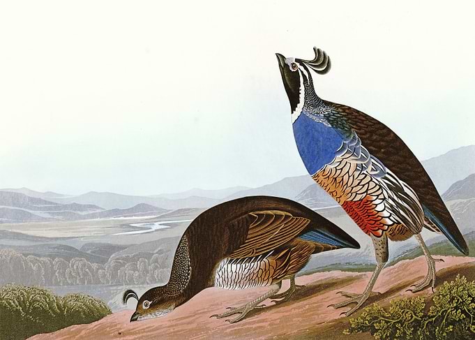 California Partridge