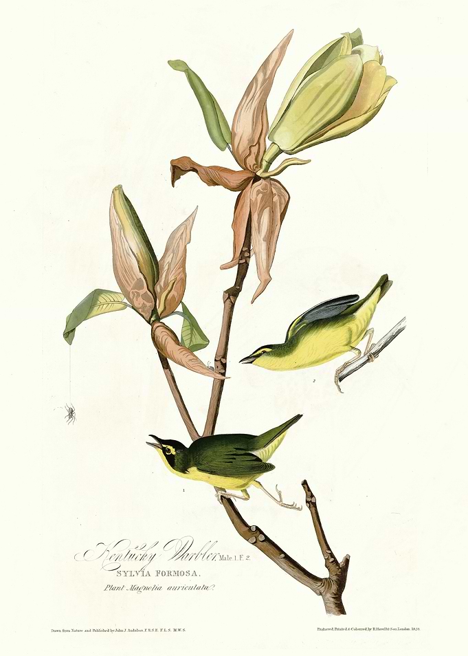 Kentucky Warbler