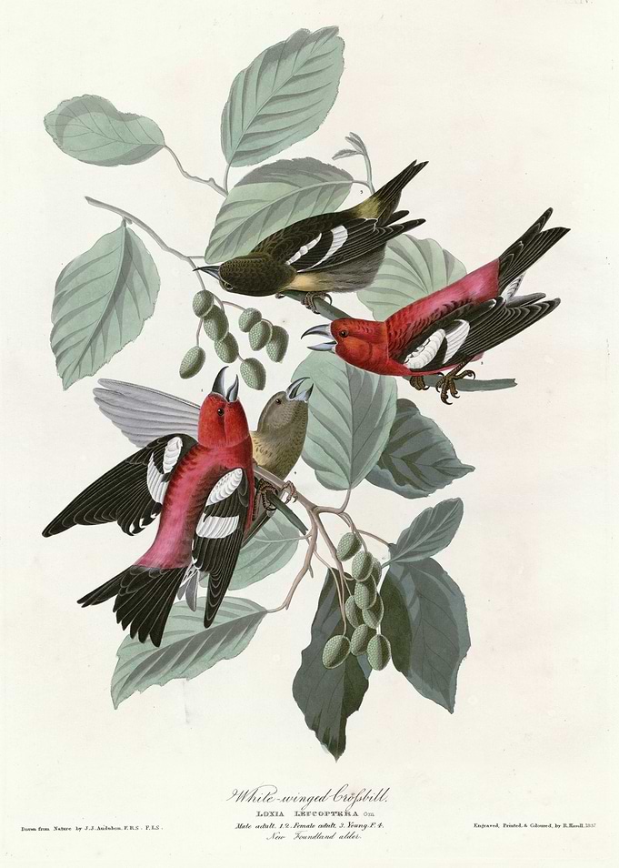 White winged Crossbill