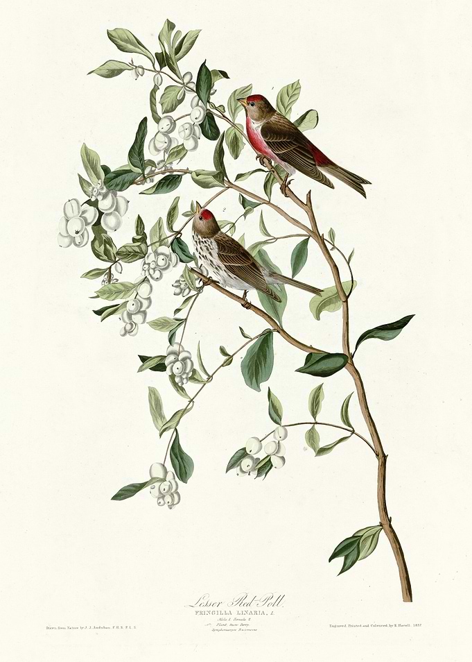 Lesser Red Poll