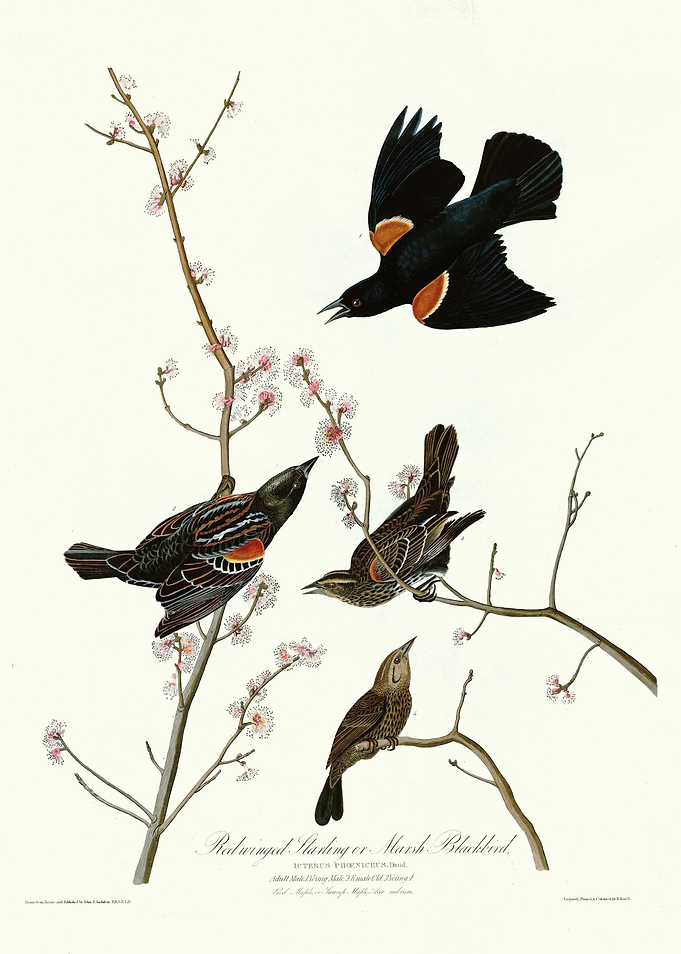 Red winged Starling or Ma