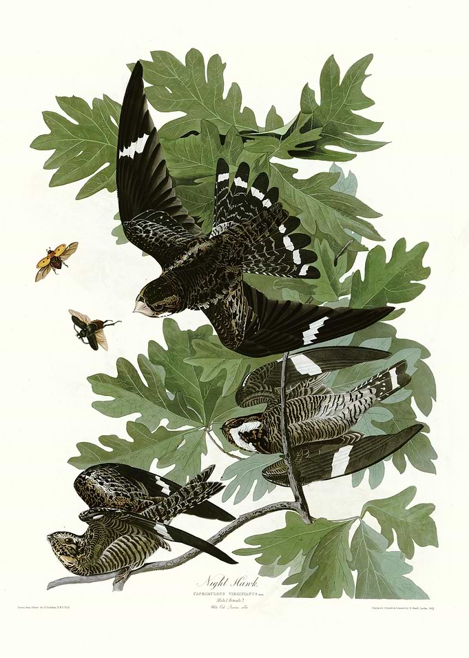 Night Hawk