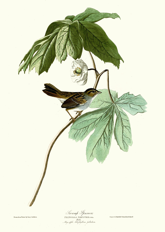 Swamp Sparrow