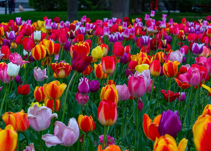 Tulips Flowers