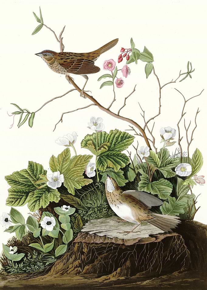 Lincoln Finch