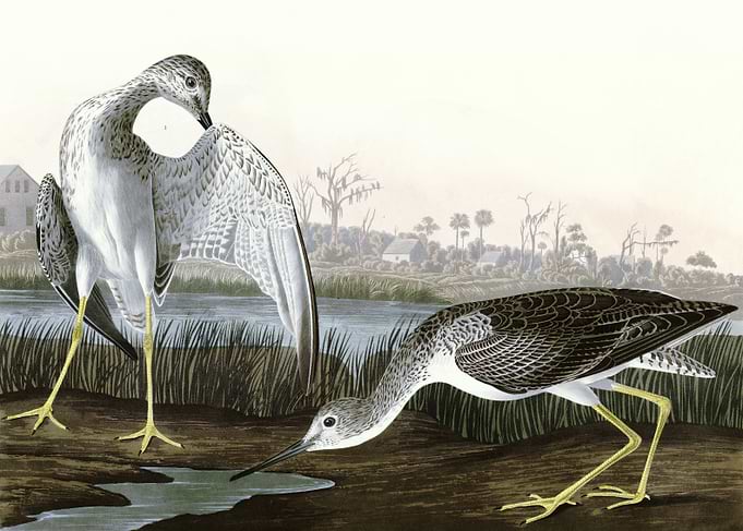 Tell tale Godwit or Sni