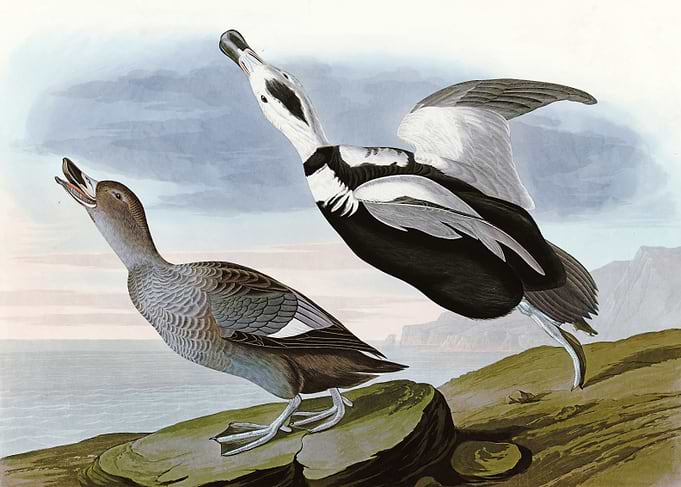 Pied Duck