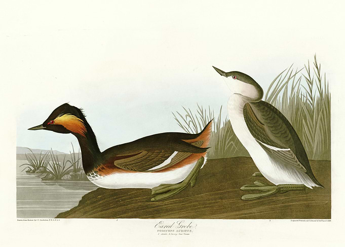 Eared Grebe