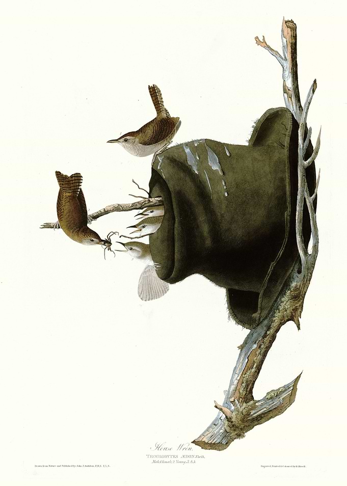 House Wren