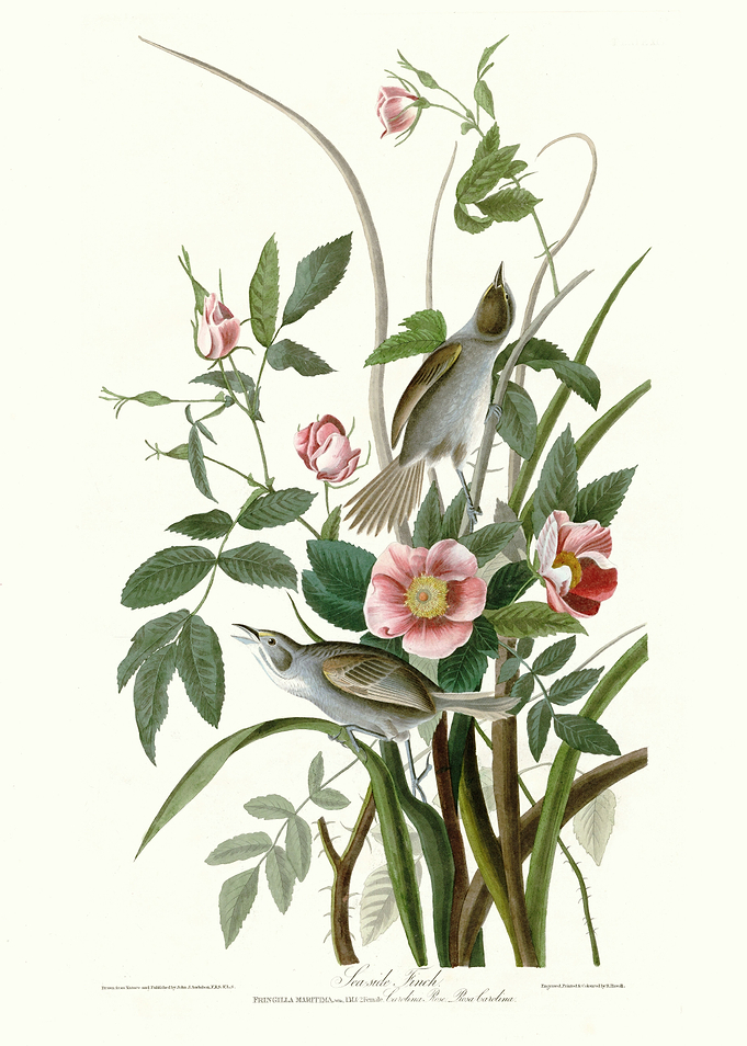 Sea side Finch