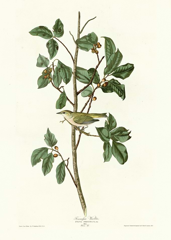 Tennessee Warbler