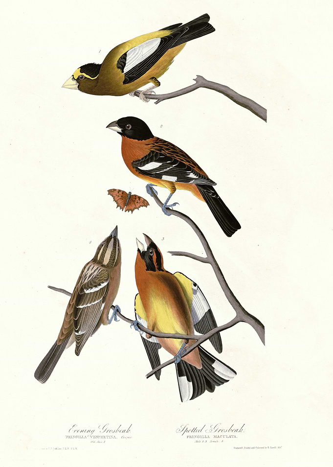 I Lark Finch Prairie