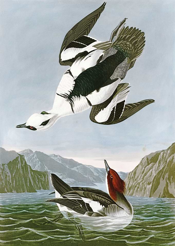 Smew or White Nun