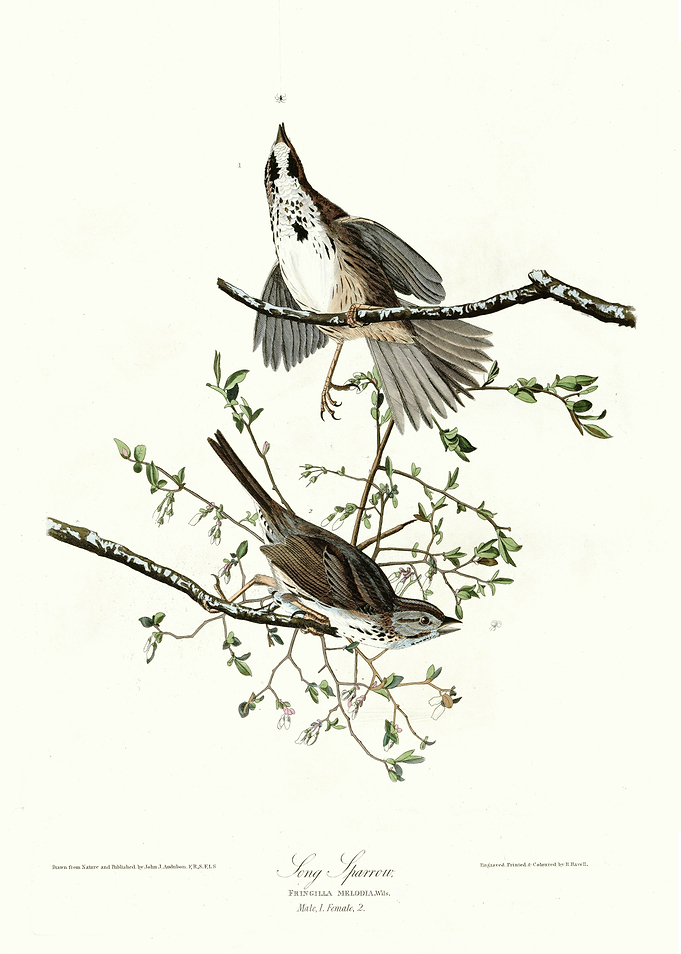 Song Sparrow