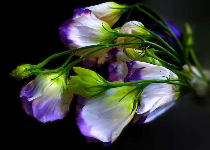 Flowers Artwork