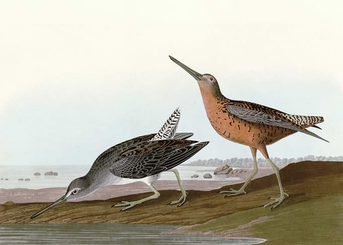 Red breasted Snipe