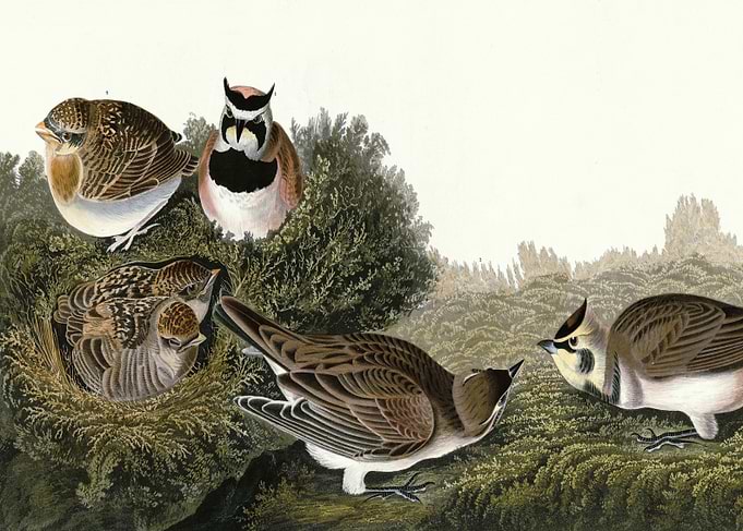 Shore Lark