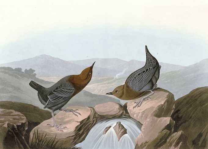 American Water Ouzel