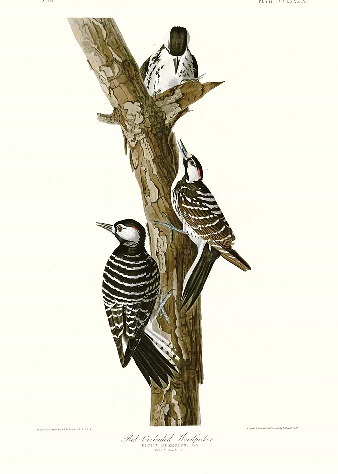 Red Cockaded Woodpecker
